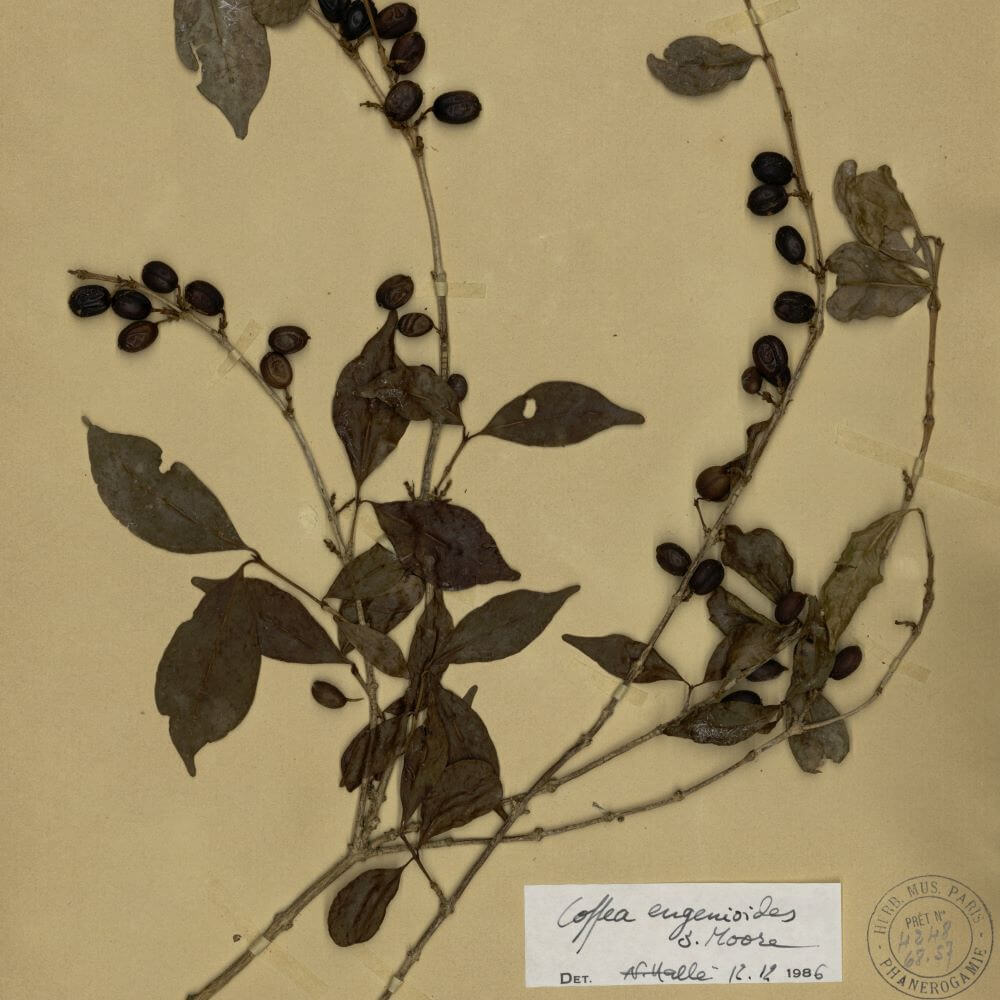 Coffea eugenioides S.Moore. Vascular plants collection (P) at the Herbarium of MNHN - Paris